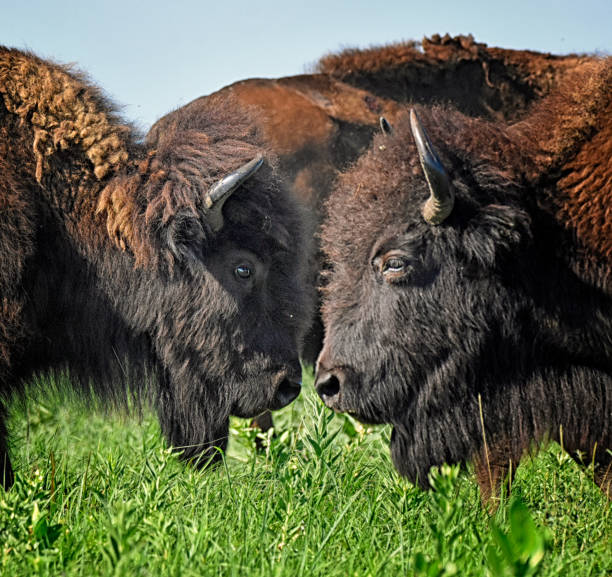 istock Two Adult Bison Nose to Nose 1372364628