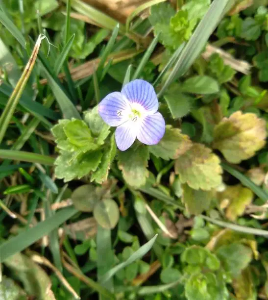 Small-Blue-Flower