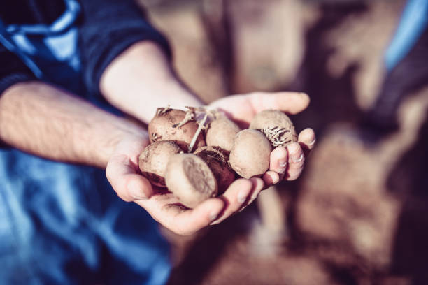 istock Freshly Dug Potatoes Shown By Male Farmer 1372366716