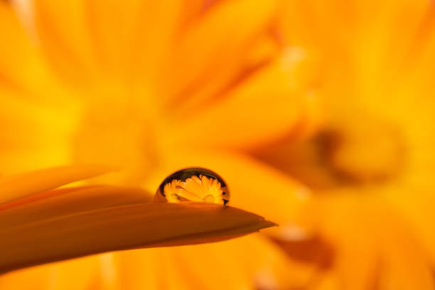 one waterdrop on orange petal of a calendula. Macrophoto