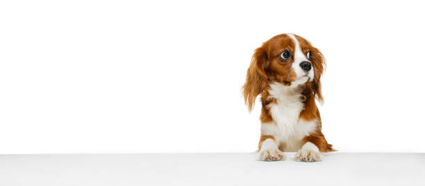 istock Companion dog breed, King Charles Spaniel looking at camera isolated over white studio background. Concept of motion, beauty, fashion, breeds, pets love, animal 1372369689