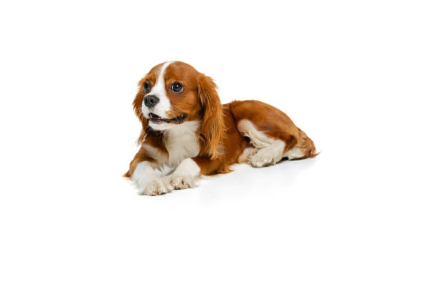 istock Companion dog breed, King Charles Spaniel looking at camera isolated over white studio background. Concept of motion, beauty, fashion, breeds, pets love, animal 1372369702