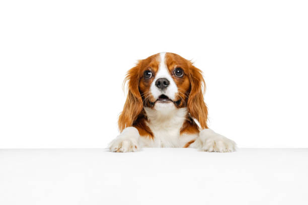 istock Companion dog breed, King Charles Spaniel looking at camera isolated over white studio background. Concept of motion, beauty, fashion, breeds, pets love, animal 1372369713
