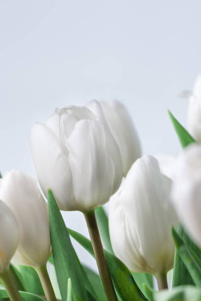 istock White tulips over white background. Spring tulip flowers background. 1372370786