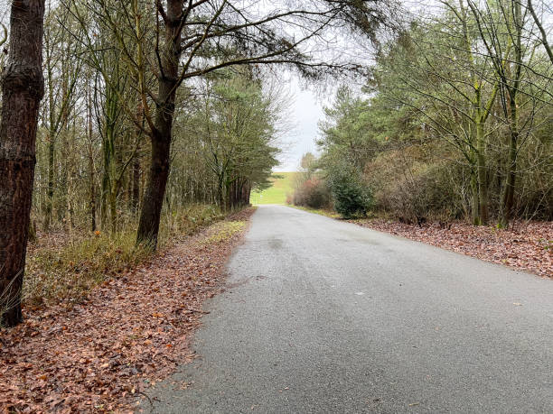 istock A road next to a forest in winter. 1372371061