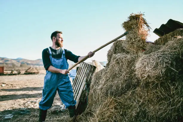 Bearded Farmer Turning Hay Pile Into Haystacks On Ranch
