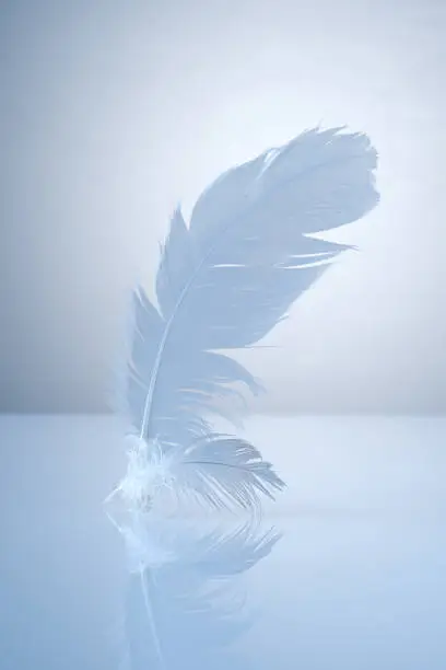 Photo of two white feathers on a light background