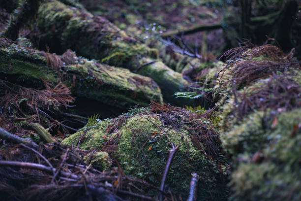 istock Yakushima island , Japanese world heritage site. 1372371475