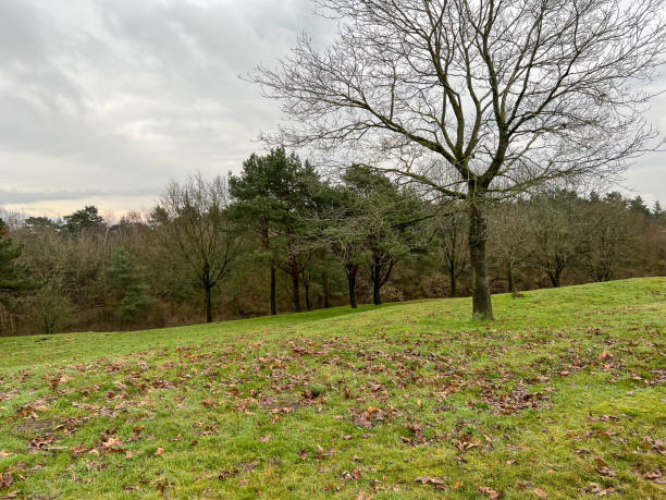 istock Some trees on a mountainous meadow in winter. 1372372001