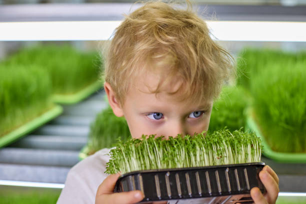 Curly-haired blond boy with blue eyes sniffs fresh watercress shoots on a micro-greenery farm. Concept of ecological nutrition of children with fresh herbs