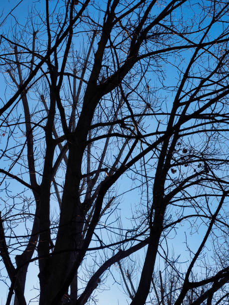 istock branches of a plant in winter 1372372198