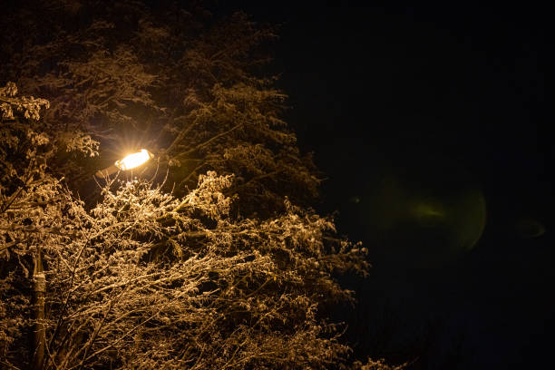 istock snow covered winter branches with street lamp inside at winter night 1372372336