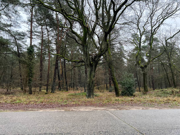 istock View of a large tree behind the road. 1372372970