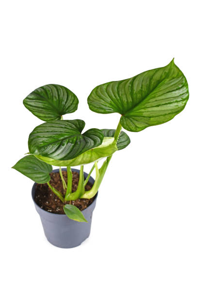 istock Tropical 'Philodendron Mamei' houseplant on white background 1372373694