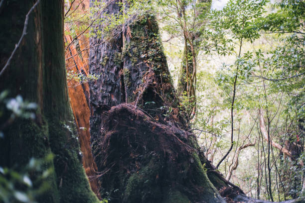 istock Yakushima island , Japanese world heritage site. 1372373793