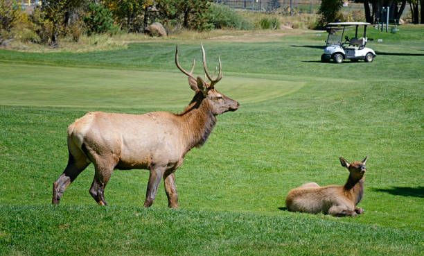 Bull Elk and Calf at Golf Course Male elk and calf enjoying the golf course grass on a sunny day. estes park stock pictures, royalty-free photos & images