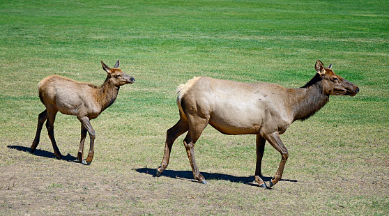 An elk calf following his mother along a trail.