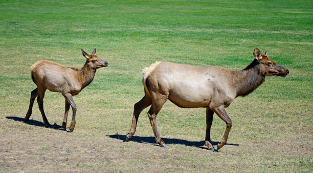 Elk Calf Following His Mother stock photo