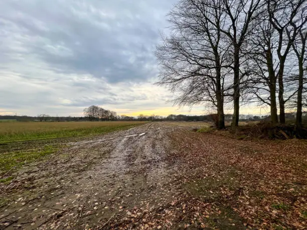 A field with tracks and some trees in winter.