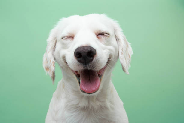 istock Happy smiling puppy dog expression, Isolated on green background 1372376277