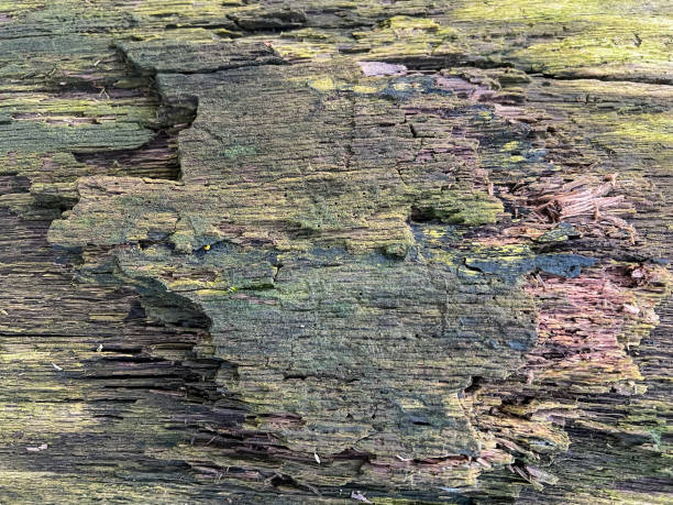 istock An old and rotten wood as a texture or background. 1372376537