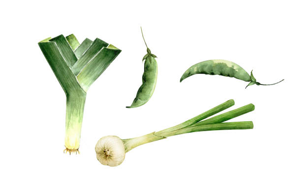 310+ Growing Leeks Stock Illustrations, Royalty-Free Vector