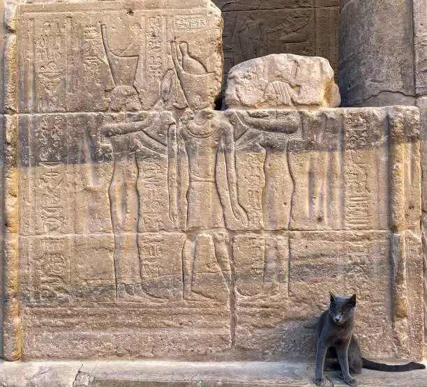 Egyptian cat posing in front of ancient Egyptian hieroglyphics in Philae Temple, Aswan, Egypt