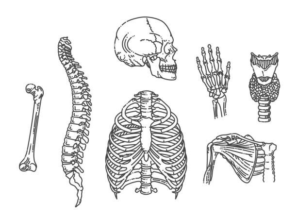 struktura szkieletu człowieka. czaszka, kręgosłup, klatka piersiowa, stawy - rib cage people x ray image x ray stock illustrations