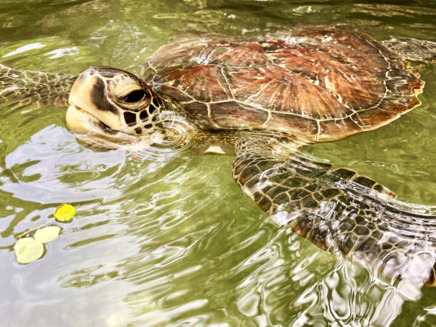istock large turtles swim in the water 1372379216