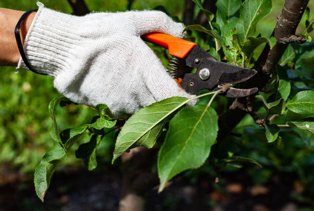 istock hand holds garden shears with which the branch is cut 1372379236