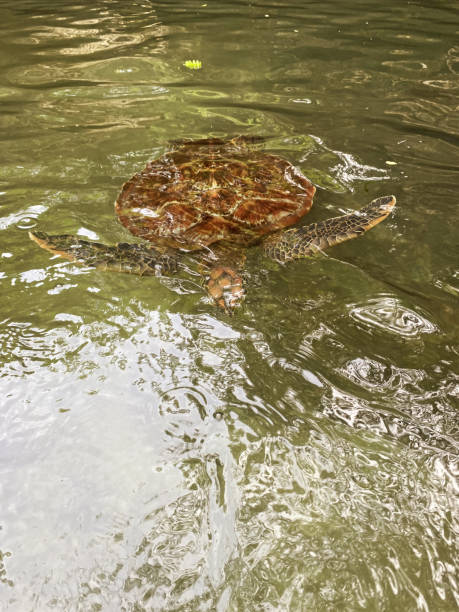 istock large turtles swim in the water 1372379255