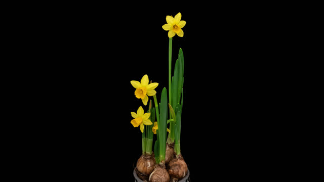 Time lapse blooming yellow Narcissus flowers, isolated on pure black background