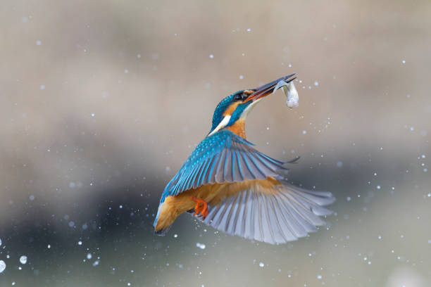 Beautiful adult female Blue-banded kingfisher (Alcedo euryzona), in the morning, low angle view, side shot, sitting on the big root of the tree with prey in mouth near the riverbank, Kaeng krachan National Park, the rainforest of Thailand
