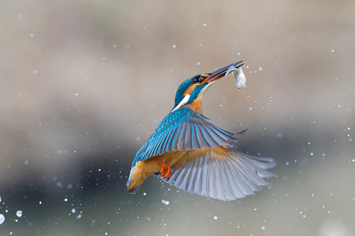 kingfisher fishing