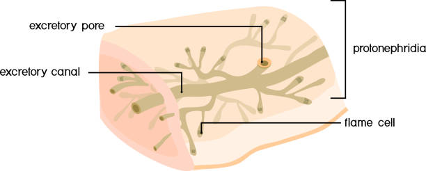 Free photos of nephridium. Free images, stock photos and illustration ...