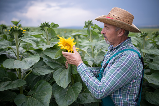 Shot of a senior farmer on sunflower field.