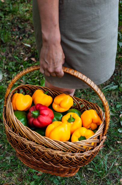 wicker basket with colored peppers in the woman's hand