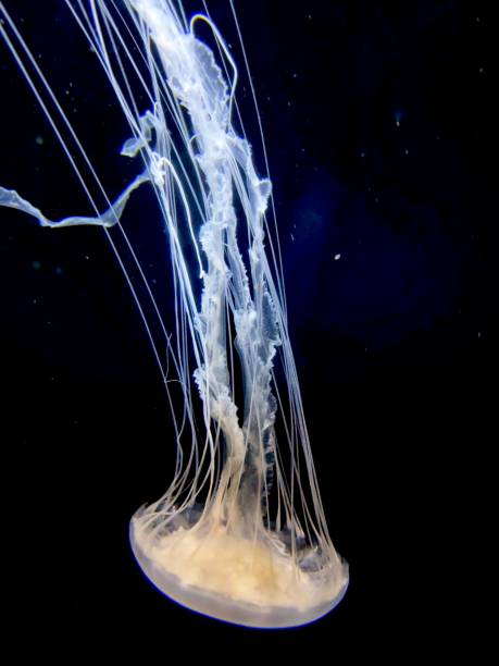 istock Majestic Jelly 1372383187