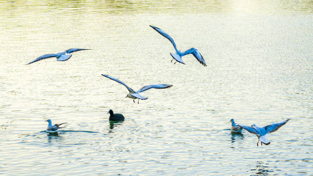 istock Seagulls flock over water surface of lake 1372383388