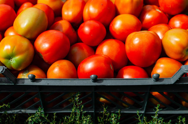istock bright red tomatoes in a gray box on the grass 1372383606