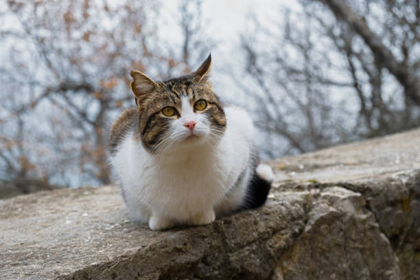 Striped young cat sitting park. Close-up portrait. Blurred background of trees. The concept of happiness, enjoyment, carefree life. Fat funny kitten with closed eyes. Posing for a photographer