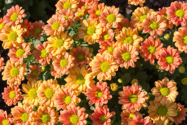 istock orange chrysanthemum bush blooms in the garden 1372385921