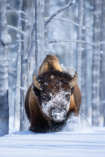 An American Bison (bison bison), with snow and frost on his face, walks through the snow and bare trees.