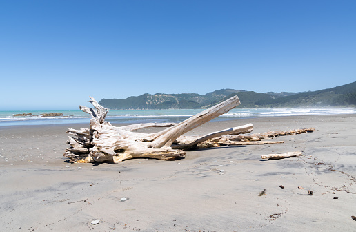 Ol log washed up on scenic long beach at Waipiro Bay on East Coast Gisborne district.