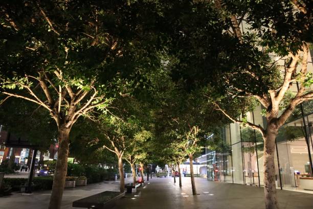 istock Glowing Trees by the Street 1372387584