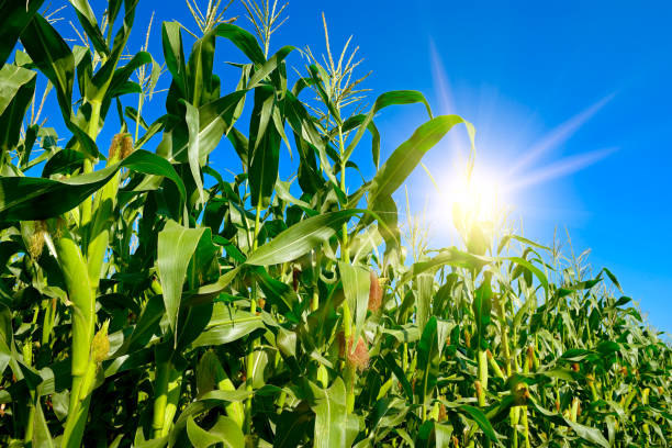 istock Rising sun in blue sky and cornfield. 1372388296