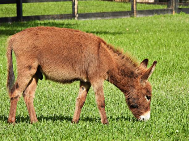 istock Miniature Donkey grazing in the grass 1372388343