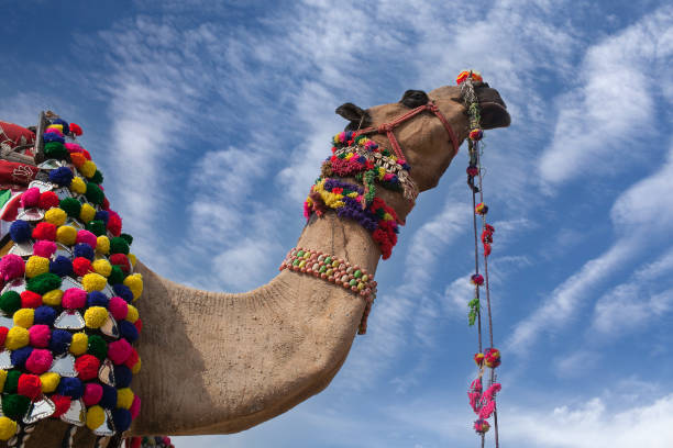 bellissimo cammello decorato al bikaner camel festival nel rajasthan, india - camel india animal desert foto e immagini stock