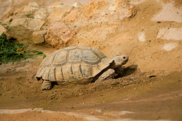 istock sunny photo of a crawling turtle, close-up 1372392639