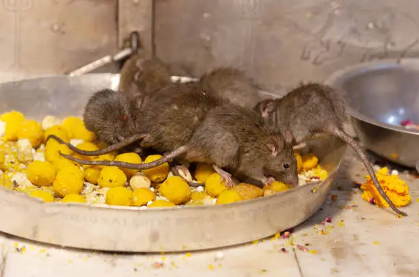 Holy rats eating offering in the famous Indian Karni Mata temple, Deshnoke near Bikaner, Rajasthan state of India. It is also known as the Temple of Rats